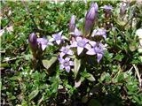 Gentianella anisodonta